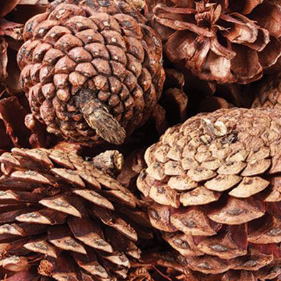 Pine Cones 200g. Perfect for christmas decorations.