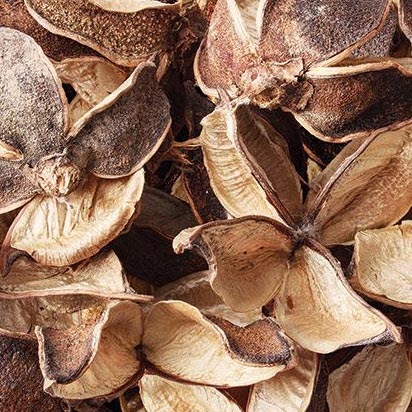 Dried Seedless Cotton Pods