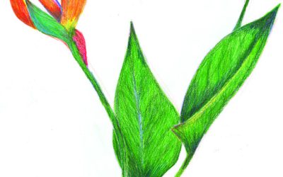How to layer coloured pencils