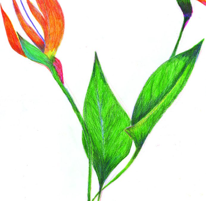 Coloured pencils layering of Bird of Paradise Plant